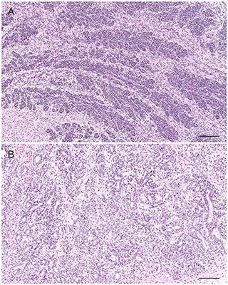 A Review on Canine and Feline Prostate Pathology